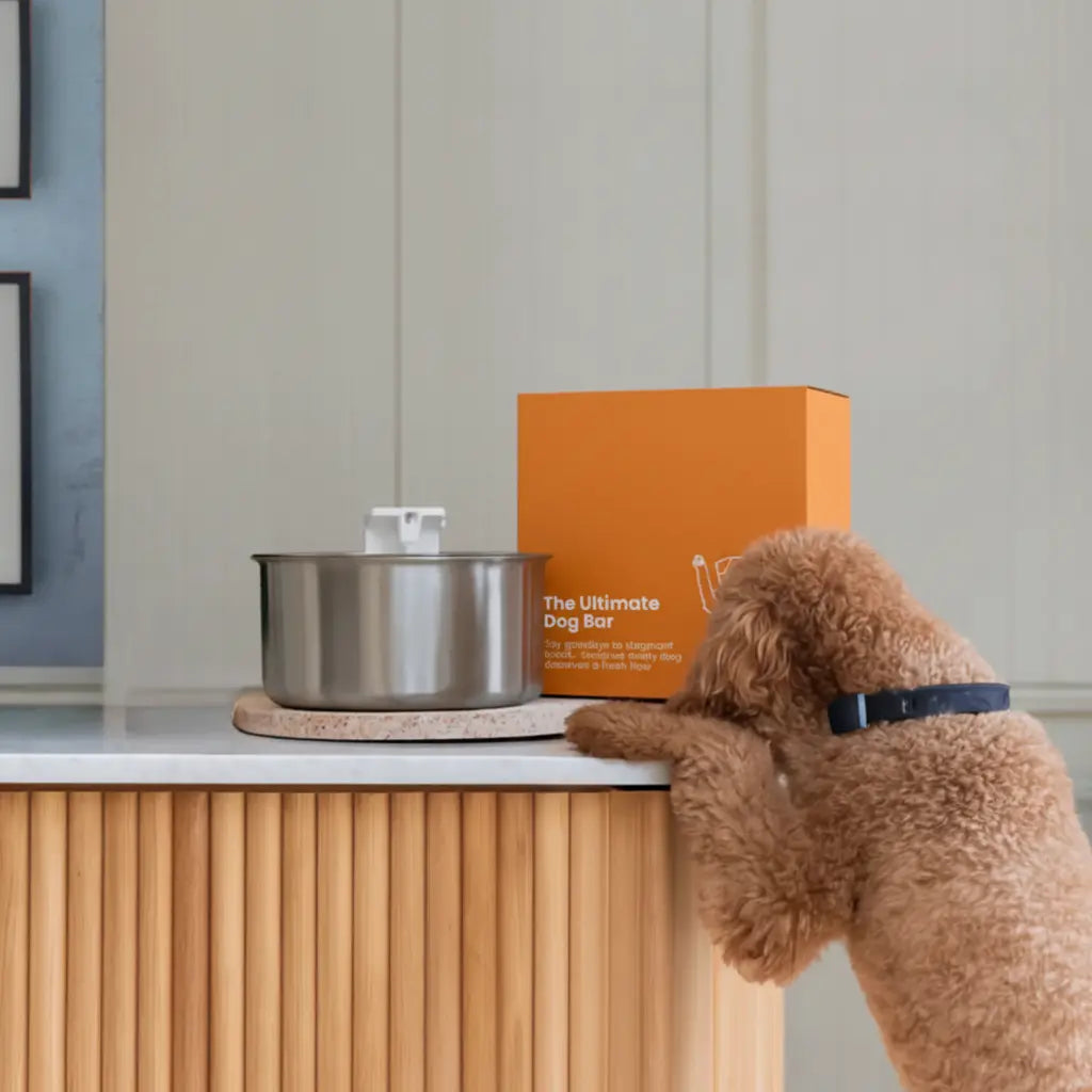 WhiskerWell™ Doggy Water Fountain