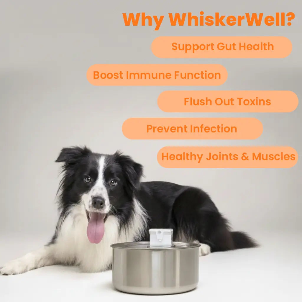 WhiskerWell™ Doggy Water Fountain